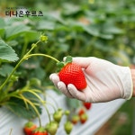 특품 국산 설향 딸기 실속팩 1kg 2kg 내외 : 더나은후르츠
