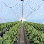 설향딸기 생 딸기 햇 하우스 농장 산지직송 당일수확 택배 선물세트 주문 1팩 500g : 니타컴퍼니