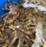 레드킹크랩 킹크랩 홍게 대게 자숙 러시아 4kg : 식탁을 부탁해