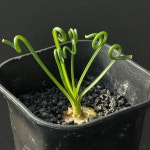 아프리카식물/알부카 스피랄리스-4973 구근식물 동형종 아프리카농장 : 아프리카농장-다육.선인장