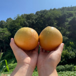 자몽 이스라엘 남아공 캘리포니아 레드자몽 청자몽 수입과일 과일선물 2kg : 모든농부