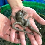뻘낙지 목포산낙지 무안세발낙지 탕탕이 3마리 : 반찬애진심