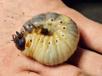 장수풍뎅이 유충 한 마리 대형 키우기 기르기 세트 : 인섹트어바웃