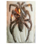 (Hysterocrates gigas) 카메룬레드바분 타란튤라 [Q-11-5] 표본 : 만천곤충박물관