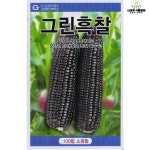그린흑찰옥수수 100립 / 흑찰옥수수 씨앗 종자 농작물 텃밭키우기 주말농장 : 신세계식물병원