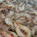 태안 자연산대하 새우 대하 암.수 급냉 : 삼복수산 마켓