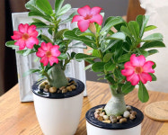석화 사막의장미 Adenium 씨앗 5알 : 모야모가든센터