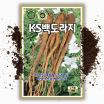 백도라지 씨앗 1000립 국내생산 도라지 씨 종자 : 씨앗팜