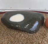 수석 자연석 애완돌 애완석 인테리어수석 돌키우기 이색수집 카페소품 반려돌 수반석 : 토종식물농장