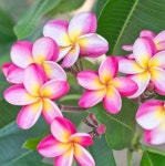 플루메리아 Plumeria 핑크레드 혼합 씨앗 3알 : 모야모가든센터