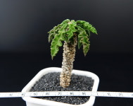 유포르비아 데카리 Euphorbia decaryi-아프리카식물 농장 에이플랜트 코덱스 : 에이플랜트