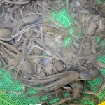 국산 목포 뻘 소 낙지 보양식 산낙지 10마리 반접 신선배송 : 쇼핑1스푼