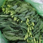 지평 멋진 농부 싱싱한 쌈케일 1kg 2kg 당일수확 농장직송 : 파머스몰