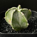 선인장/백조돌기란봉옥-5006 국내실생 아프리카농장 별모양 크리스마스오너먼트 식물 : 아프리카농장-다육.선인장