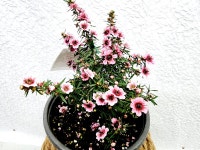 호주매화중품15cm최상품공기정화식물 : 뉴그린 몰