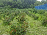 아로니아 : 진부령사과농장