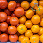 서귀포 타이백밀감 3kg 하우스 제철 노지 초고당도 홍귤 황금향 타이벡감귤 5kg 10키로 : 메종 허니벨