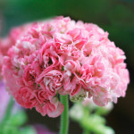 예쁜제라늄 K, 별빛샤샤골드, 은별 작품, 한국제라늄 농장직송 모종 : 예쁜제라늄농장