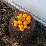 제주 귤 노지감귤 타이벡감귤 11brix 소과 3kg / 5kg /10kg : 쩡이네농장