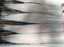 통영 바다 장어 붕장어 구이 탕 특품 1kg : 부성