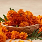 꽃다숨 메리골드꽃차 금잔화 수제 꽃차 마리골드 : 내고향특산물