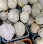 손질단호박 1kg 토종단호박 상리단호박 친환경무농약 산지직송 슬라이스 국내산 : 용담베리