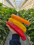바나나파프리카 롱스위트팔레르모 함안파프리카 당일배송 1KG 3KG : 부빈농장
