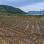 직접 재배한 국산 햇콩 서리태 검은콩 1kg : 오번리 탁구네농장