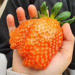 대왕 킹스베리 논산 설향 딸기 1kg 2kg 선물용 생딸기 : 엘라시코