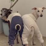 Winter Quilting P (2color) - 소소한지 이탈리안그레이하운드옷 : 소소한지