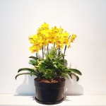 개업화분 축하난 동양란 서양난 승진 선물 만천홍 취임 영전 배달 : 모두꽃배달