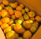 [타임쿡] 제주직송 희수네 농장 노지귤 5kg 10kg 로얄과 혼합 무배 황금향 : 타임쿡