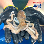 살아있는 산낙지 1마리 생낙지 뻘낙지 생물 세발낙지 자연산 대련 : 두팜