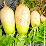 완주산 무 5kg : 완주몰