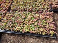 남천나무 1년생 모종 105구트레이 조경수 울타리 관상수 : 새나무농원