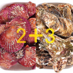 경상도수산 산지직송 홍가리비2kg 석화3kg 세트 굴찜 조개구이 : 경상도수산