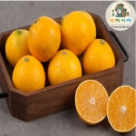 [황금향 도 따자마자]제주 산지직송 고당도 황금향 : 신선한 농수산 따자마자