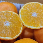 제주 황금향 제철 2kg, 1개 : 듀테일