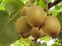 [보성 산뜨락농장] 보성 유기농 골드키위 3kg/5kg : 산뜨락농장