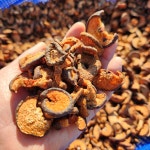 [서기네농장]자연에서 자란 토종돌배 산돌배 생돌배 3kg 건조 돌배 : 서기네농산물