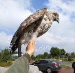 가짜 독수리 모형 인형 비둘기 퇴치 가짜새 맹금류 조형 매 A.짙은그레이머리에서꼬리까지20cm : 해외구매대행몰다섯번째이야기