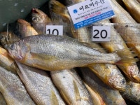 당일 생물 목포 참조기 특대 대 중 소 선물세트 가정용 조기 구이 매운탕 : 어르미유통