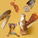 펫프레시 한달체험 강아지 수제 간식&주식 반반박스(30개입 / 주식15개+간식15) : 펫프레시