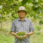 토종 다래 중과/대과 1kg 자연산 야생 청하농원 : 청하다래농원