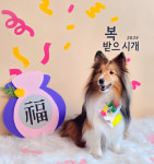 애견포토존 복 받으시개 설날 새해 강아지포토존 반려동물 촬영소품 안녕지니 : 안녕지니