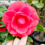 와이키키농장 식물만 동백 소품 야생화 베란다 월동 반려 감성 겨울 꽃나무 : 와이키키 농장