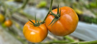 5kg [더생생]  산지직송 직접키운 완숙토마토 : 더생생