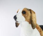 비글 Beagle : 마이온리독