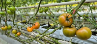 5kg [더생생]  산지직송 직접키운 완숙토마토 : 더생생
