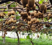 제주 감귤 키위 혼합 박스 포장 : 제주농부 박종관